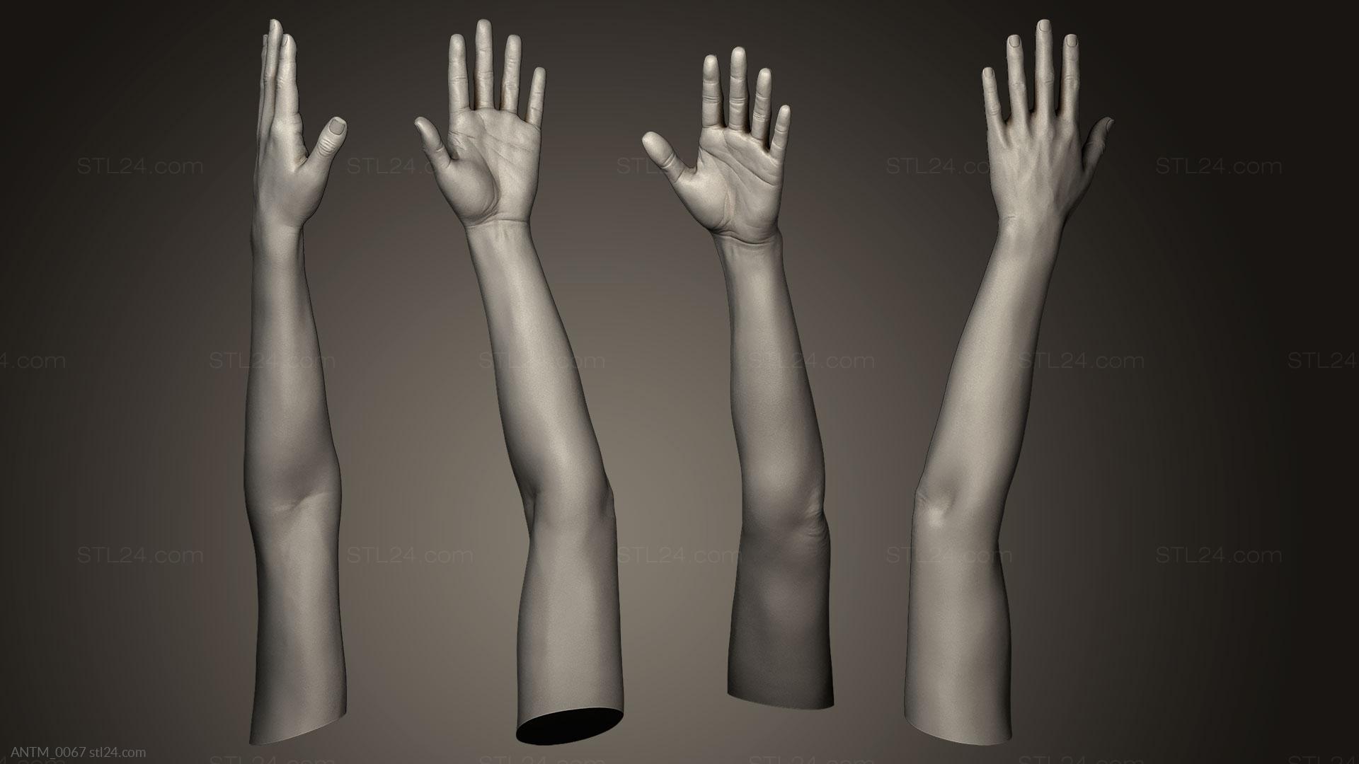 Anatomy of skeletons and skulls - Female Arm Pose 1, ANTM_0067. 3D stl  model for CNC